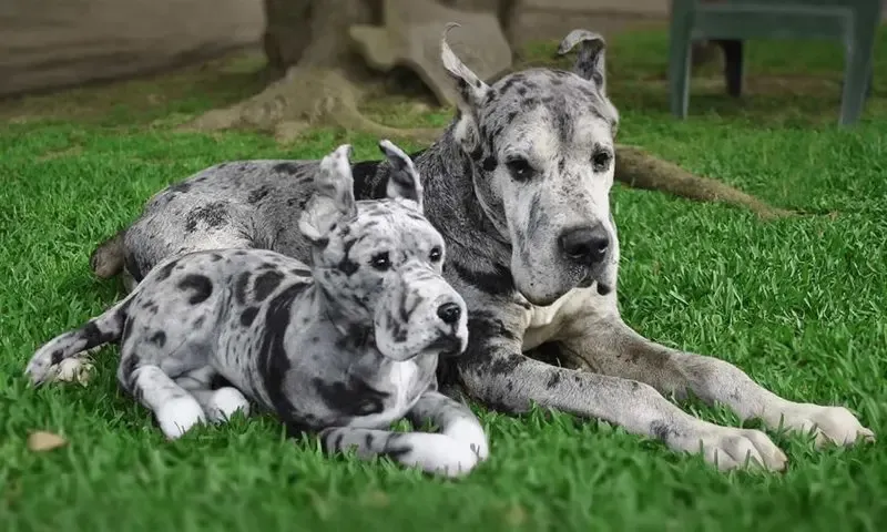 A Great Dane and a puppy lying on the grass