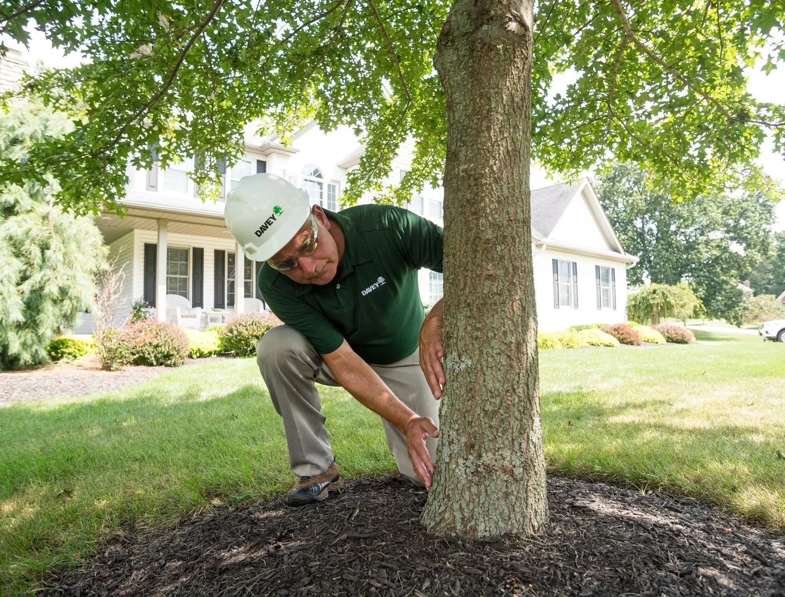 An arborist in a hard hat inspecting a tree trunk in a front yard