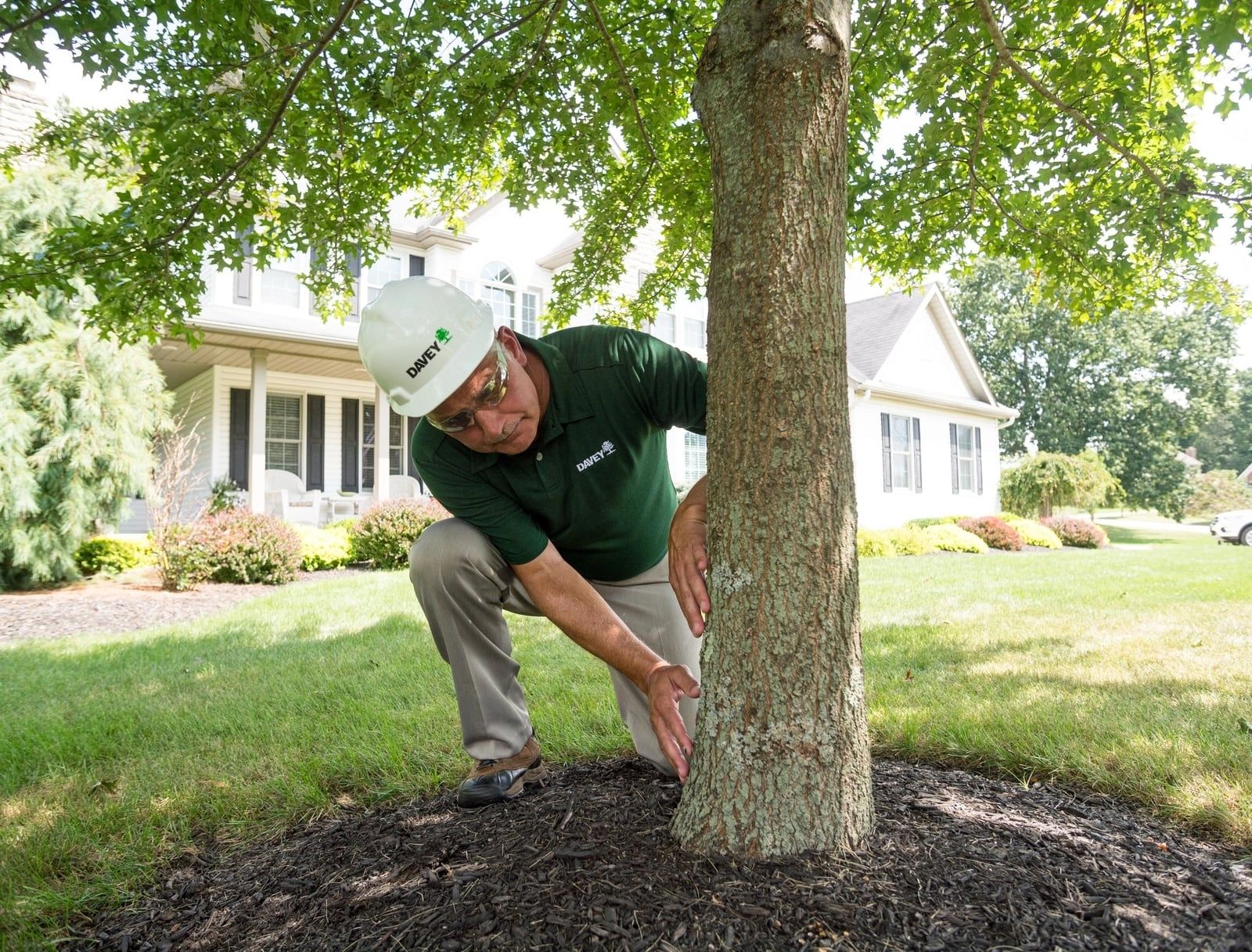 An arborist in a hard hat inspecting a tree trunk in a front yard
